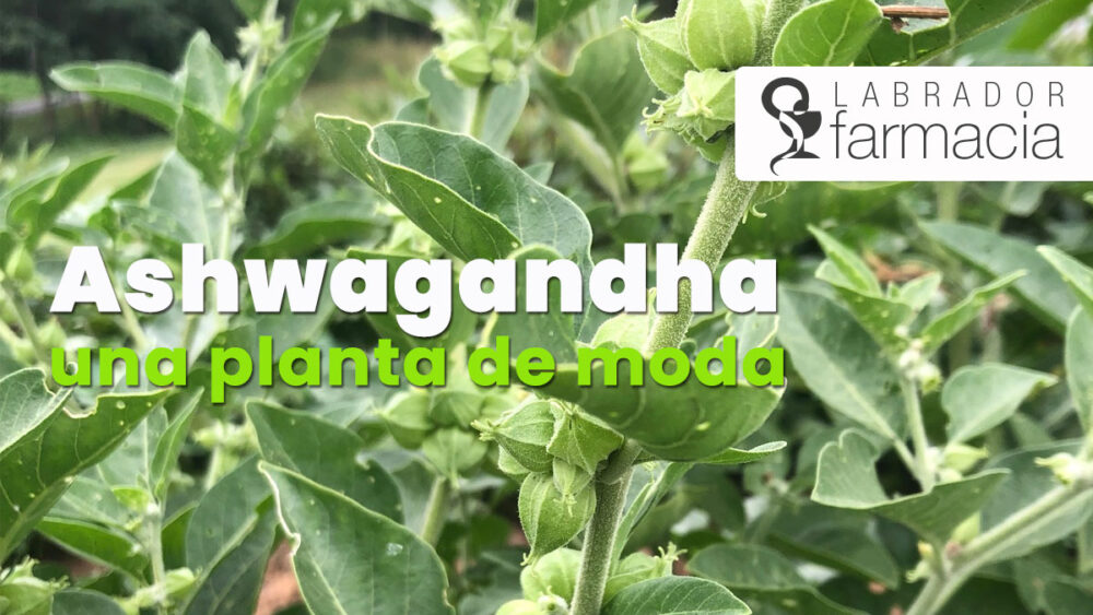 Ashwagandha