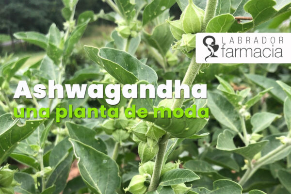 Ashwagandha